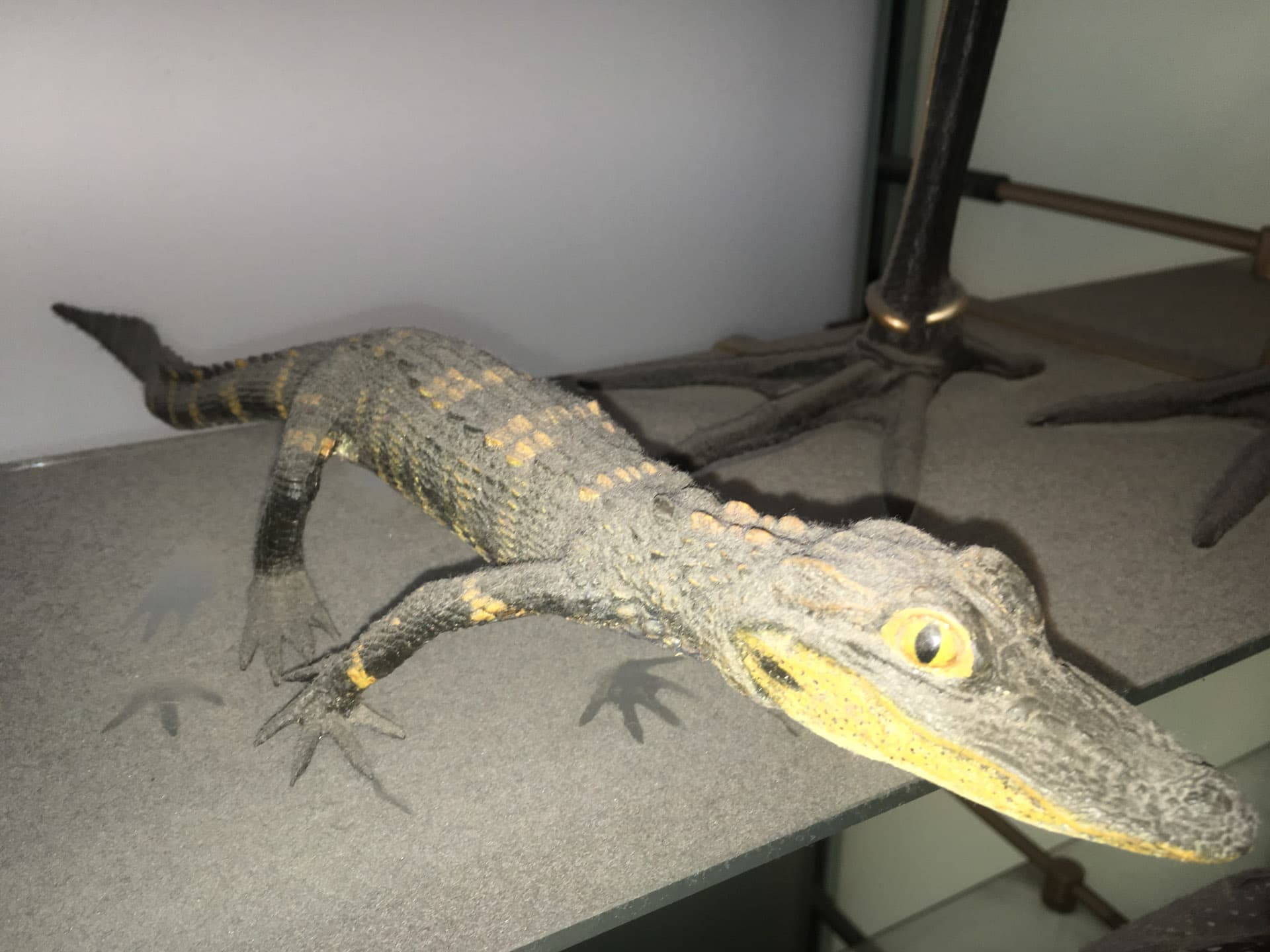 The Discovery of Dust